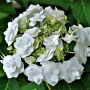 Невестин букет в вашем саду: ремонтантая гортензия Doppio Bianco на пике популярности