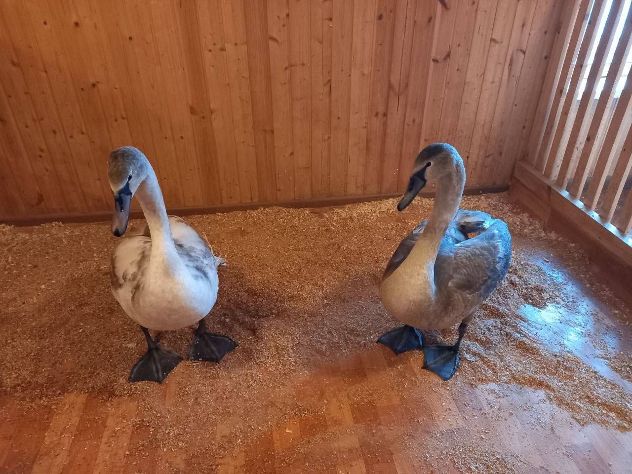 Иван Носков: Кстати, в парке 50-летия Победы в лебяжьем доме – пополнение Двух лебедей-подростков привезли из Отрадного, где они жили на озере