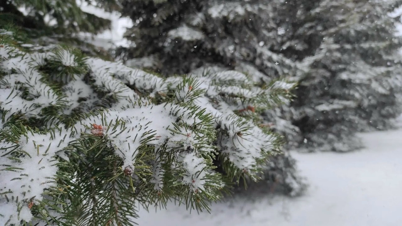 За один день Тольятти шагнул в настоящую зиму! В середине декабря, вот сюрприз За один день Тольятти шагнул в настоящую зиму! В середине декабря, вот сюрприз
