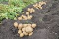 Второй урожай: что посадить после раннего картофеля