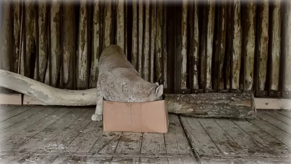 ������ � �������� � ����� � �����, ��������?