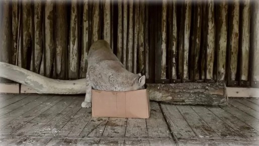 Любовь к коробкам у кошек в крови, согласны?