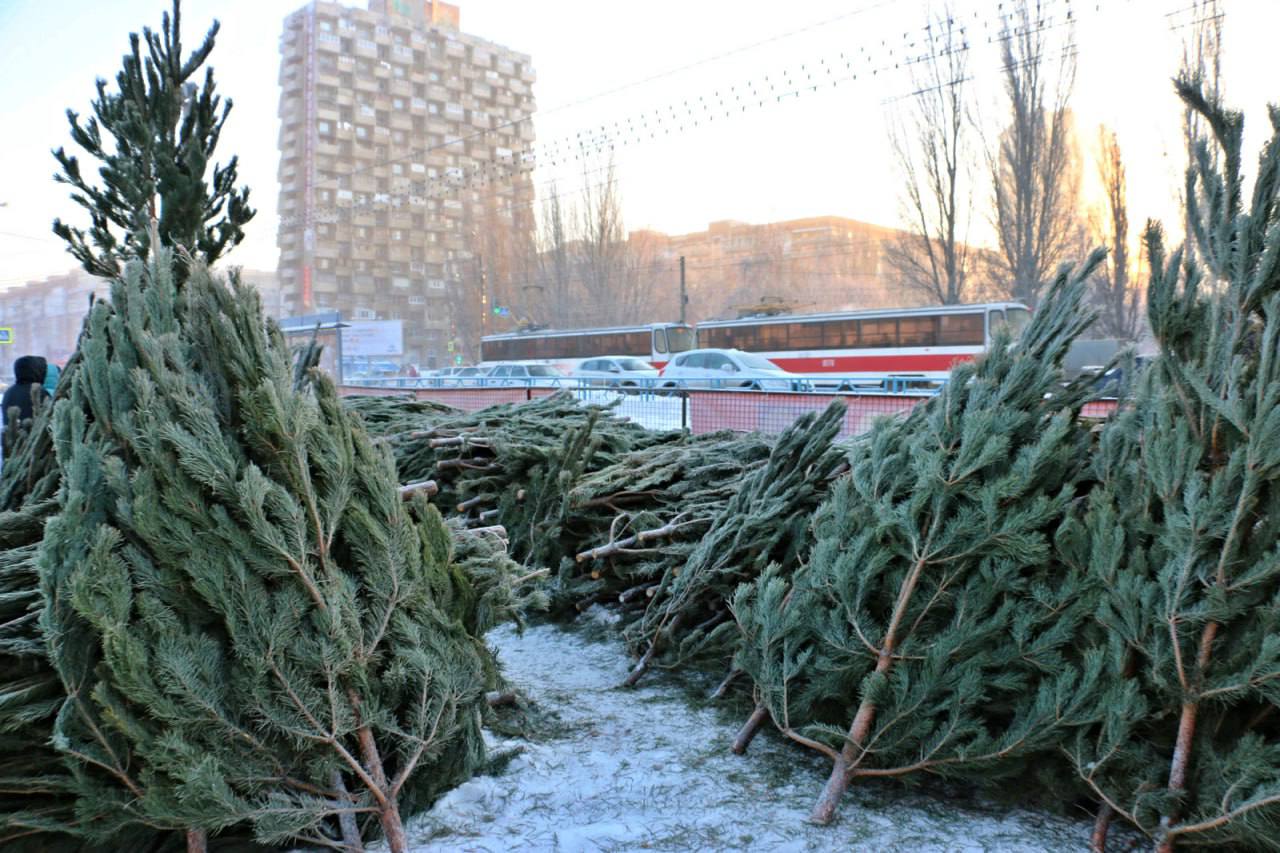 Сегодня в Самаре начали работать ёлочные базары