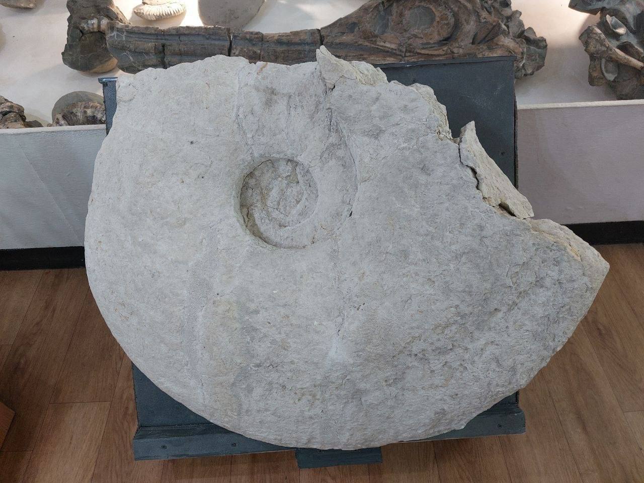 В Ульяновской области музею передан гигантский моллюск мелового периода В Ульяновской области музею передан гигантский моллюск мелового периода