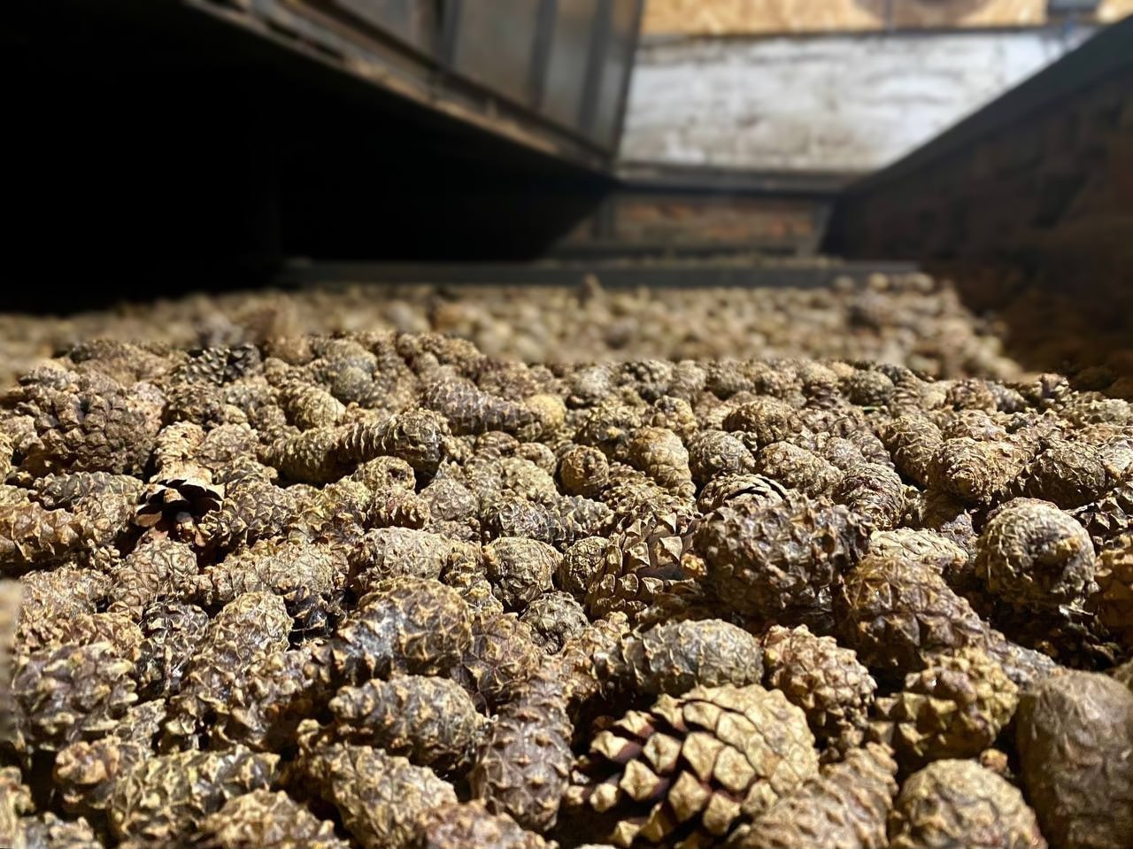 Куда делись шишки? Уехали сушиться!