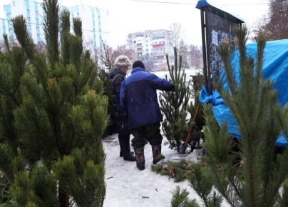 В Самарскую область поставили более 14,5 тысячи сосен и елей