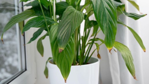 ��� ��������� ������ ��� ��������� ����� ������� ��������� �����: ��������� ������ ������