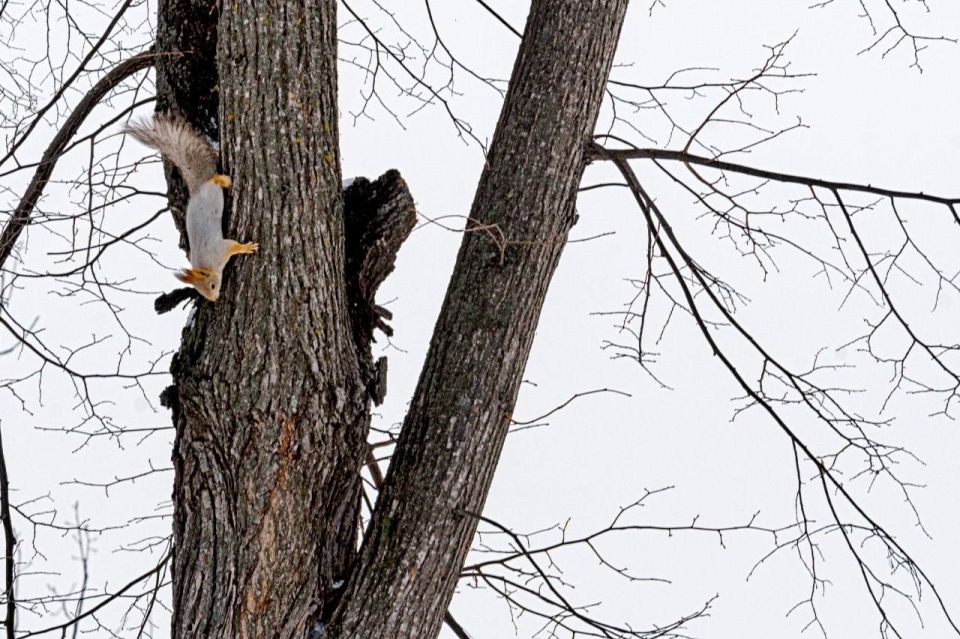 � ���������� �����. ����: ���� �� �����