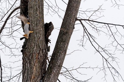 � ���������� �����. ����: ���� �� �����