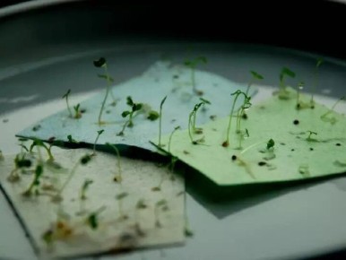 Как вырастить рассаду без земли: три простых способа и их преимущества