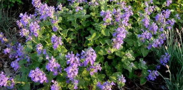 Почему котовник – обязательный гость вашего сада