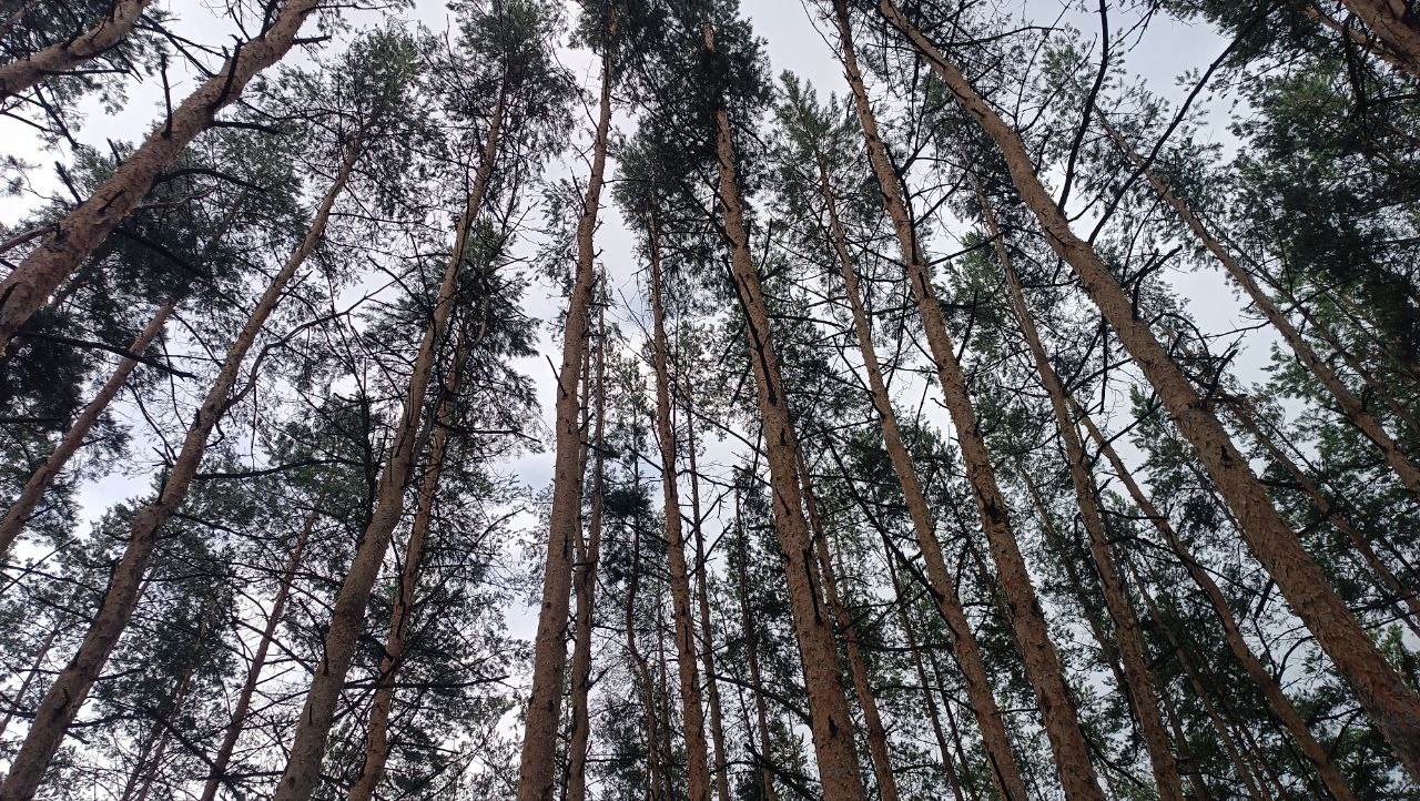 Волонтёры «ЛизаАлерт» нашли более тысячи человек в Самарской области