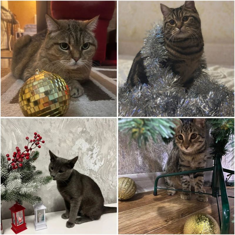 � �� �����, ��� ������ �������� �������� ���������?