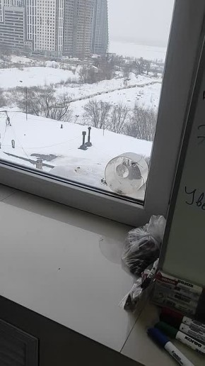 Милая белочка пришла за орешками!