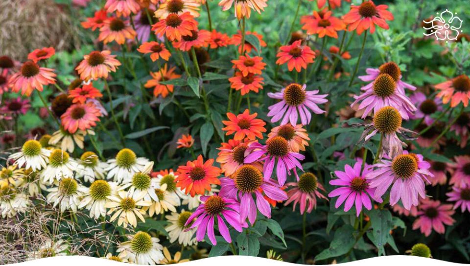 ������� ��������: ��� ������������ ����� ����������� ����� ���