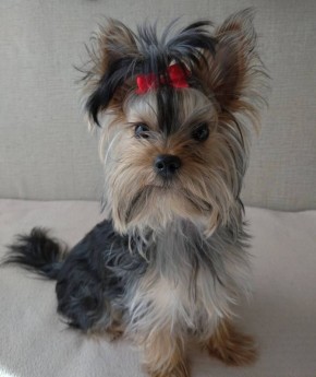 «Хвостики Самары». Давайте узнаем, кто у нас самый преданный и пушистый член семьи! : Татьяна Белицкая Делитесь в комментариях фотографиями своих домашних питомцев