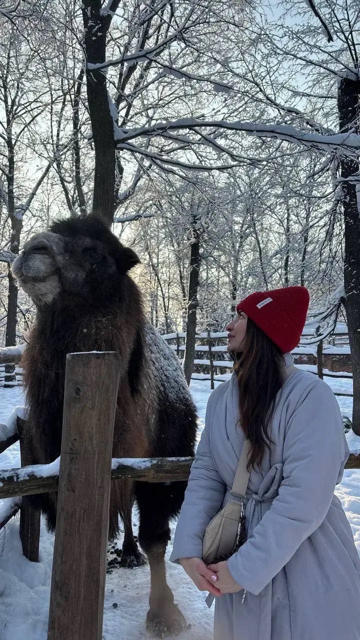 Важные верблюды, дружелюбные олени и милые кролики Важные верблюды, дружелюбные олени и милые кролики