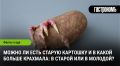 Старая картошка: опасности и тайны крахмала