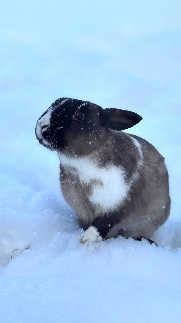 Важные верблюды, дружелюбные олени и милые кролики Важные верблюды, дружелюбные олени и милые кролики