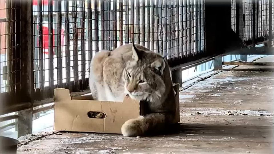 ������� ����� ���� ����� �������