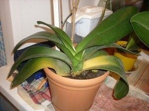 ������� ���������� ������� � �������