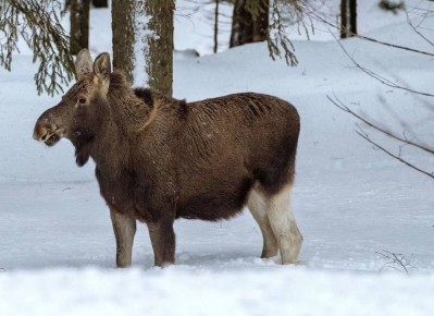 � ��������� ������� �������� ���������� �����, �� �������, ����� �� �������� �����