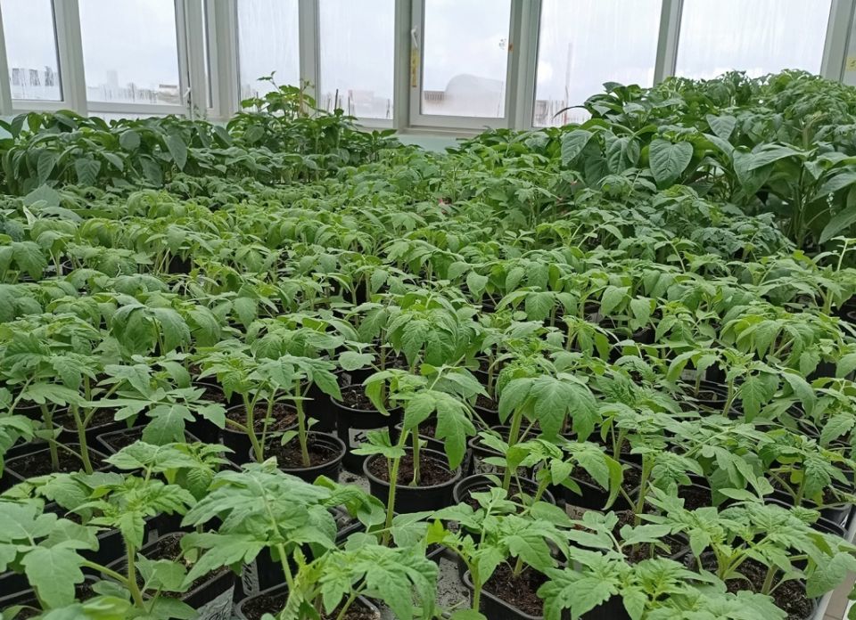 ����� �������� ��������� �������: ������ ��� ��������� ������