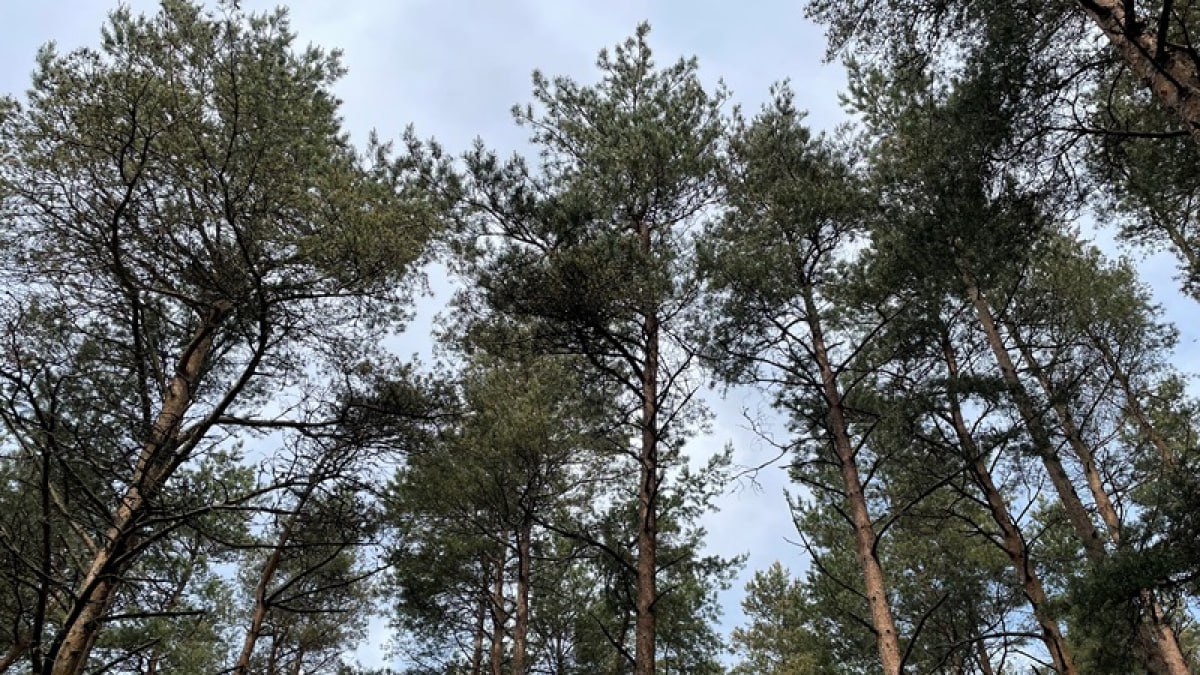 В Самарской области впервые высадили лес с тройным запасом