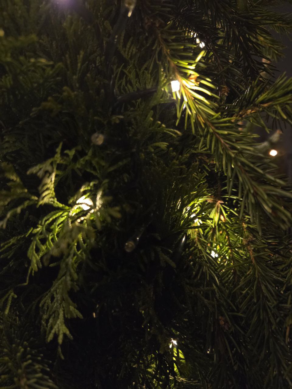 Как утилизировать новогоднюю ёлку после праздников?