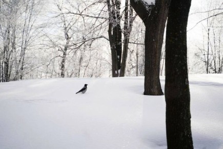 Как встретить последние дни каникул? Только с теплым пледом или на зимней прогулке!