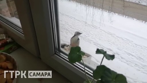 Жительница Тольятти стала обладательницей необычного пернатого друга — дятла, который каждый день прилетает к её окну