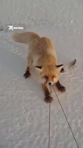 ���� �������� ������ ����� � ������ � ������ ��� �������