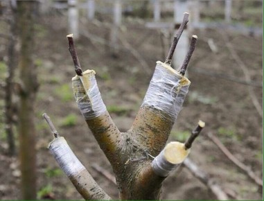 ������� �������� ��������: ��� ���������� ������ � ��������� ������������ � �����������