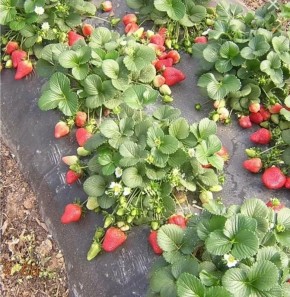 Весенний уход за клубникой: секреты для богатого урожая