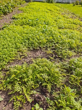 ������ �������: ��� ���������� � ������� ������