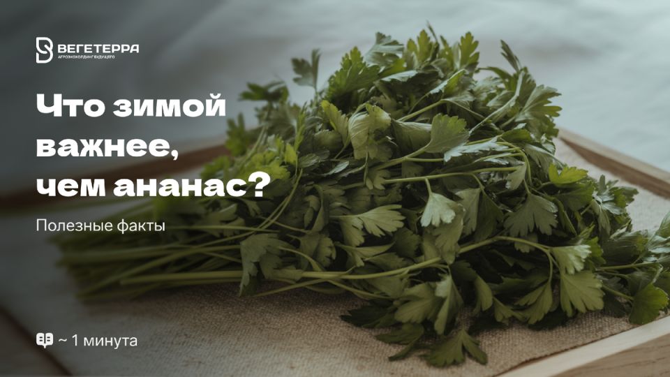 Почему петрушка – зимний суперфуд, а не ананас?