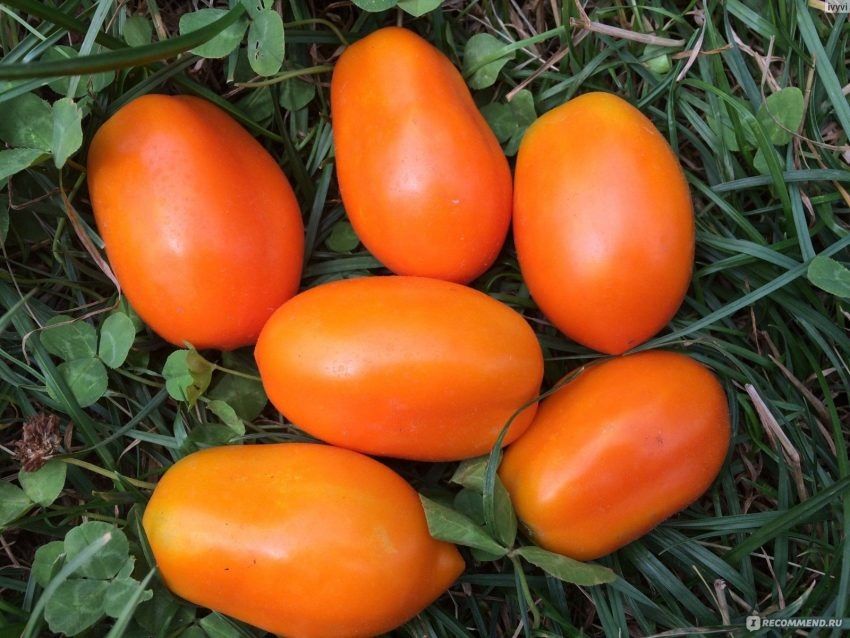 ������ ������� ����: ��� ������ ����� ������ �������� � ����� ��������