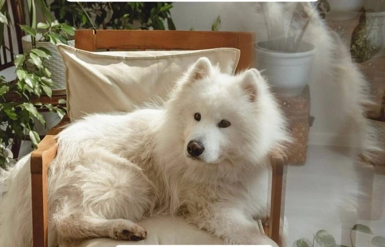 Погнался за зайцем и пропал: хозяева четвертые сутки ищут убежавшего самоеда Барни Погнался за зайцем и пропал: хозяева четвертые сутки ищут убежавшего самоеда Барни