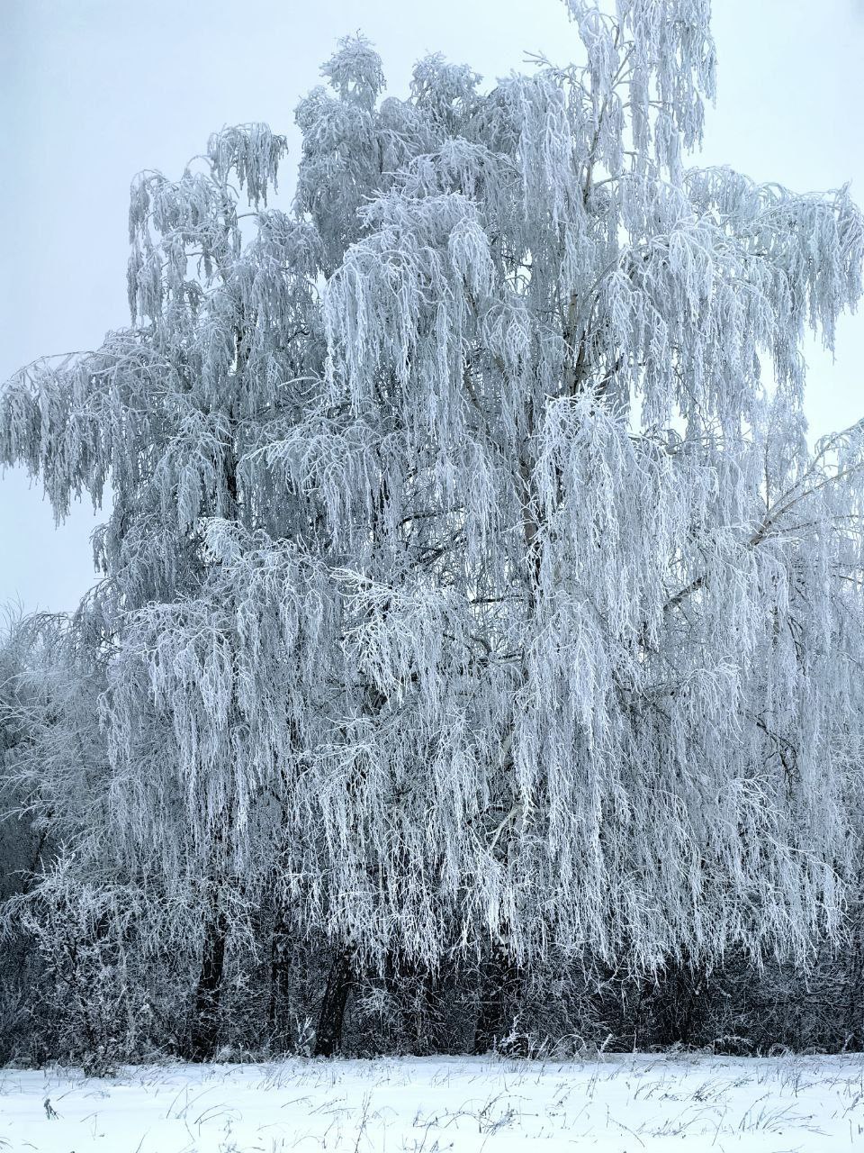 «Чародейкою Зимою. Околдован, лес стоит —