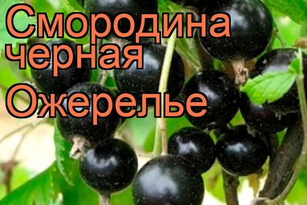 Смородина Ожерелье: сочные ягоды для настоящих гурманов
