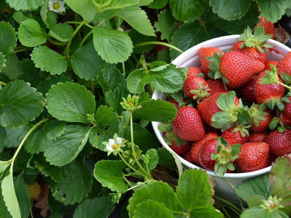 Как бобовые помогают клубнике расти здоровой и вкусной