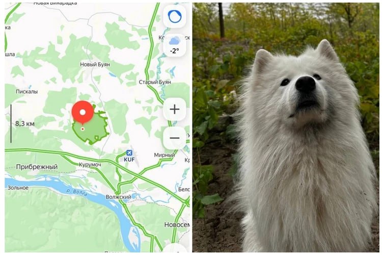 Погнался за зайцем и пропал: хозяева четвертые сутки ищут убежавшего самоеда Барни Погнался за зайцем и пропал: хозяева четвертые сутки ищут убежавшего самоеда Барни