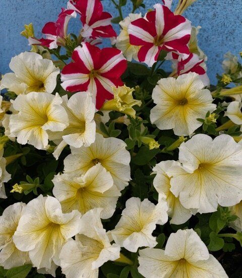 Петунии 2026: яркие сорта, которые стоит посадить этой весной