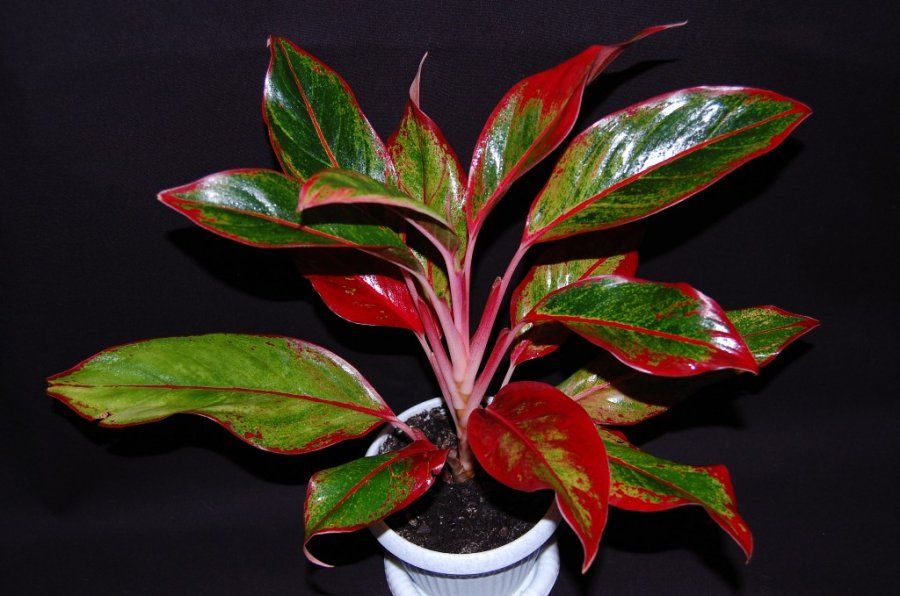 Погружение в мир аглаонемы: виды, сорта и уход