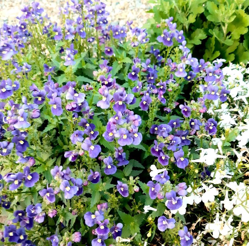 Немезия: как ухаживать за романтичным цветком