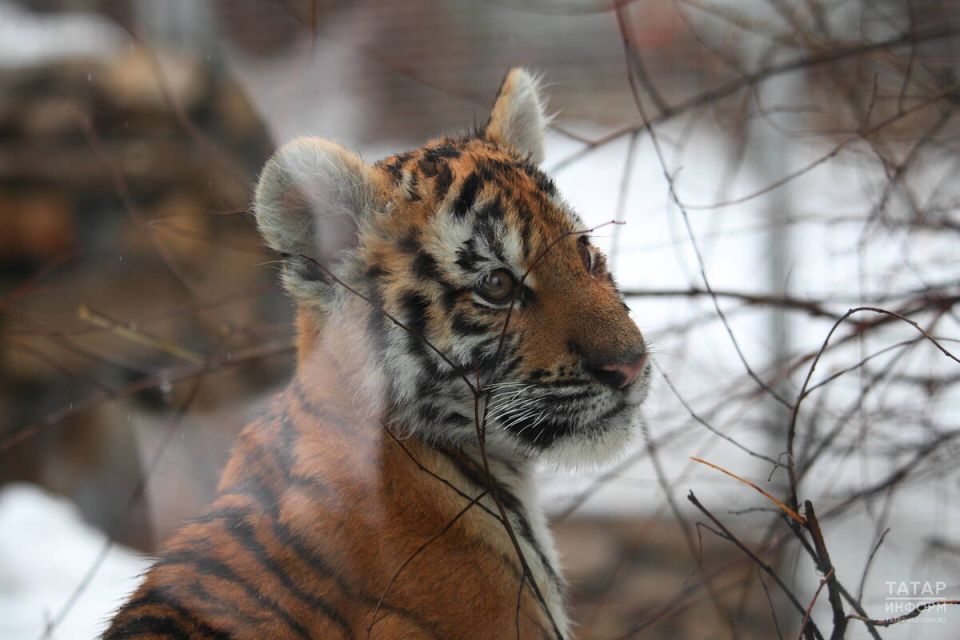 ��������� ��������������� �� ���������� ������ �������� � �������� ��������