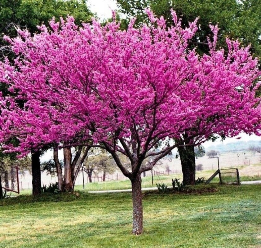 Экзотика в вашем саду: канадский багрянник — отличный выбор для средней полосы