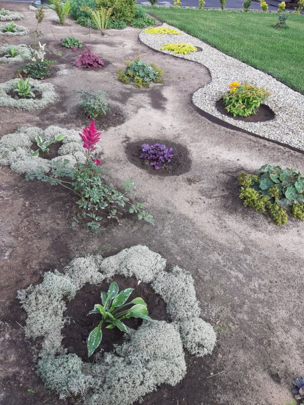 Лишайник в дачном цветнике: неожиданная находка с пользой для растений