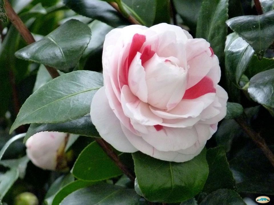 ������ ��� ������: ��������, ��������� �������� ���� ���� ��� �������