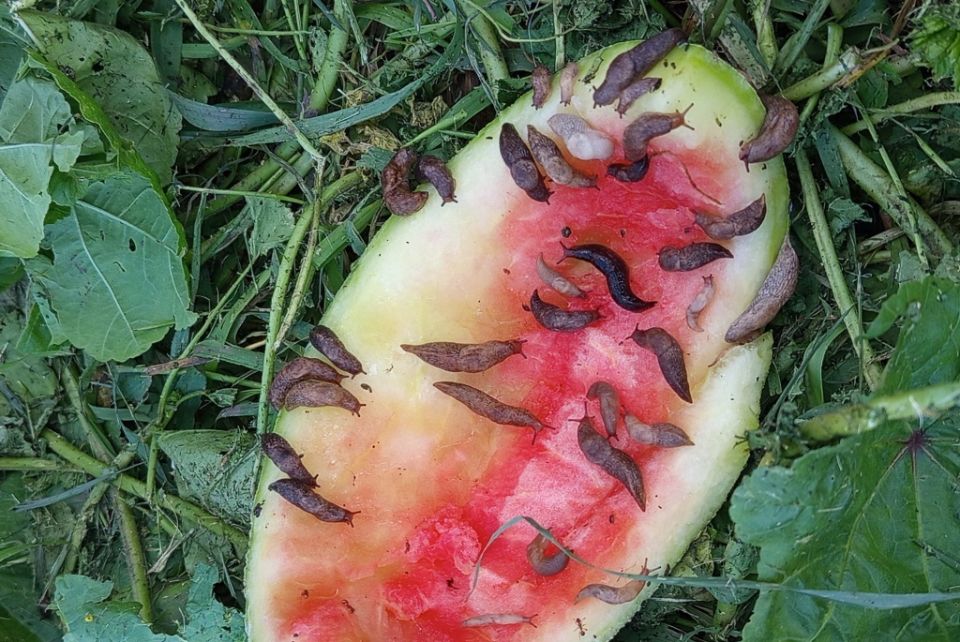 ������ ���������� ��������� ������� ��� ���������: ��� �������� ���� ��������